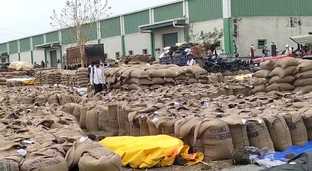 बारिश में भीग गया सैकड़ों क्विंटल चना, सरकारी खरीदी के बाद भी पड़ा रहा खुले में