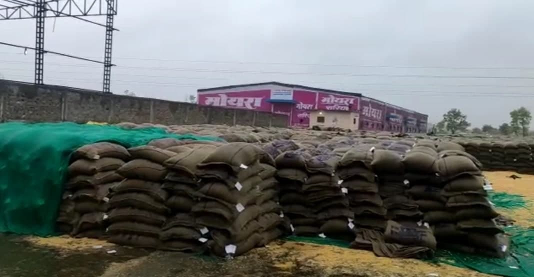 बारिश में खुले में रखा सैकड़ों क्विंटल गेहूं भीगा, खरीदी के बाद भी नहीं हुआ परिवहन
