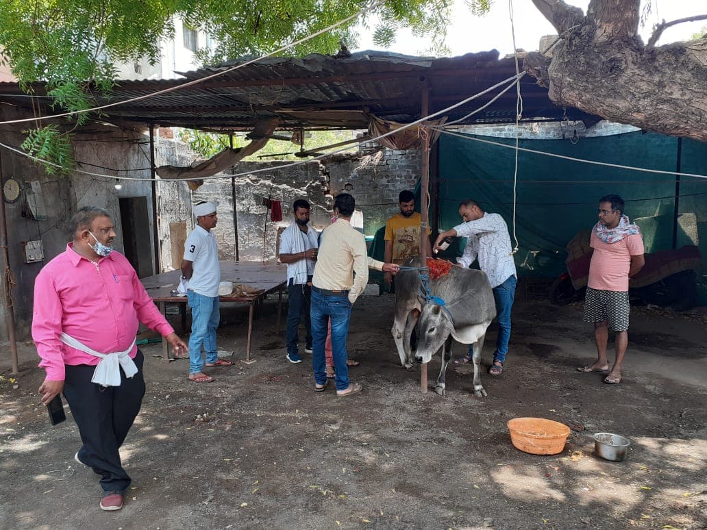 केरल के बाद अब प्रदेश में जानवर के साथ अमानवीयता, बैल को बेदर्दी से जलाया