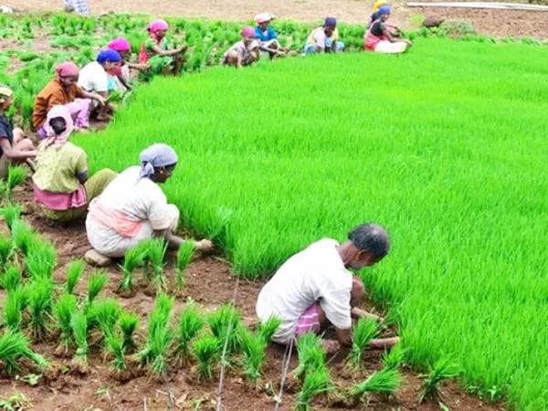 किसानों को तोहफा, सरकार ने 14 फसलों का समर्थन मूल्य बढ़ाया