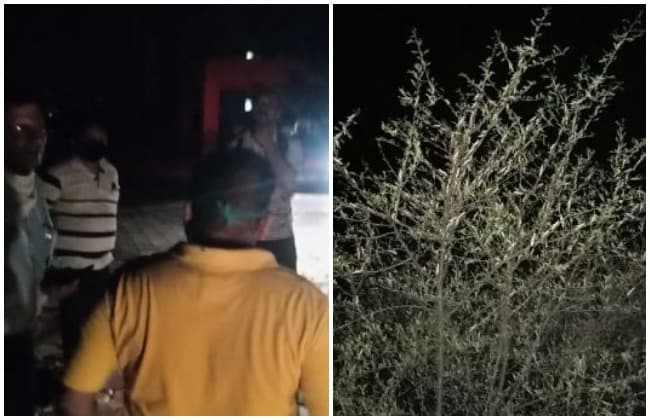 कलेक्ट्रेट में घुसा टिड्डी दल, मौके पर पहुंचे अधिकारी