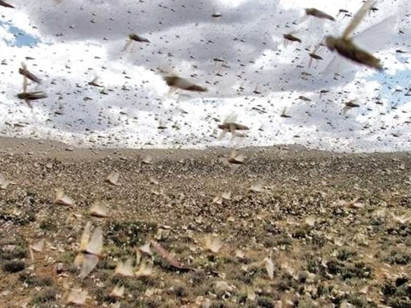 मुंगावली क्षेत्र में टिड्डी दल की दस्तक, किसानों के चेहरे पर चिंता की लकीरें