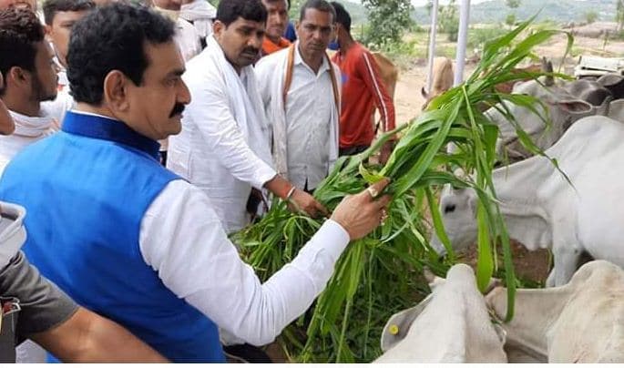 गौशाला पहुंचे गृहमंत्री, गायों को खिलाया चारा, गौरक्षा और सेवा का दिया संदेश