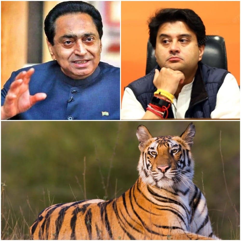 Tiger War: कमलनाथ का सिंधिया पर तंज- “कौन से टाइगर हैं महाराज”