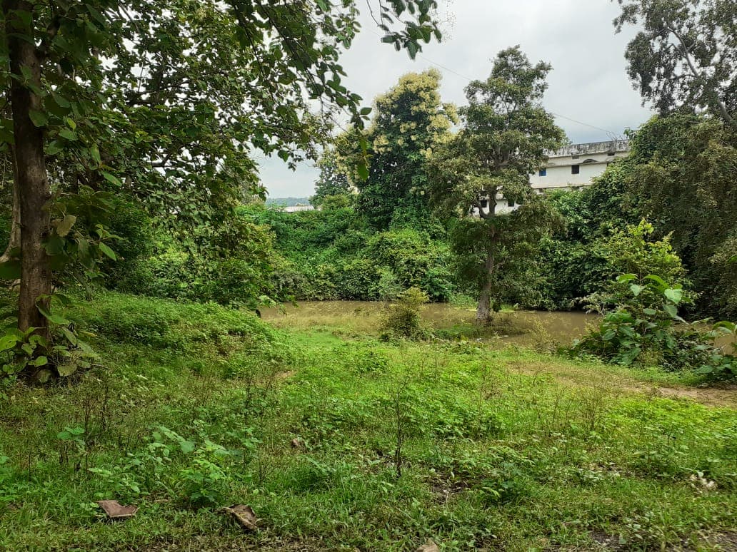 बारिश में आधा दर्जन गांवों में मगरमच्छों की दहशत, वन विभाग ने नहीं उठाए कोई ठोस कदम