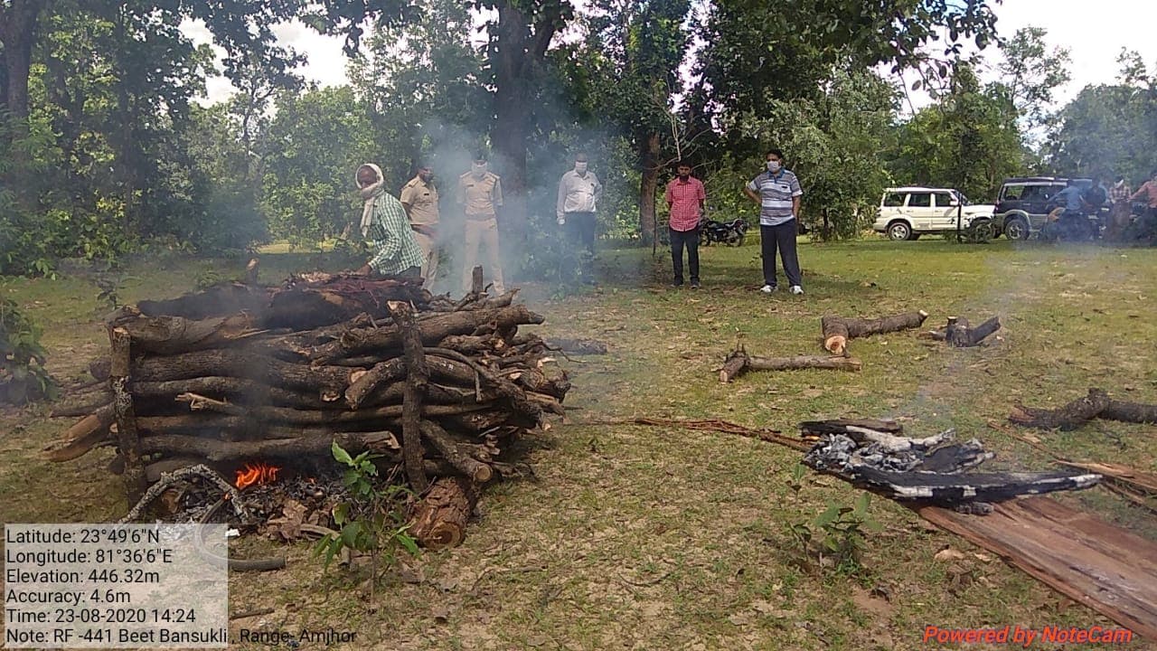 बाघ के हमले से भालू की मौत, गाय का भी किया शिकार