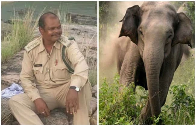 हाथी ने दांतों से दबाकर रेंजर को मार डाला, सीएम ने जताया दुख