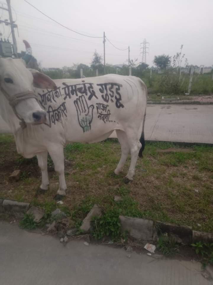 सांवेर की सियासत में सामने आया बैल, कांग्रेस ने बताया जनभावना का प्रतीक, बीजेपी शिकायत करने के मूड में