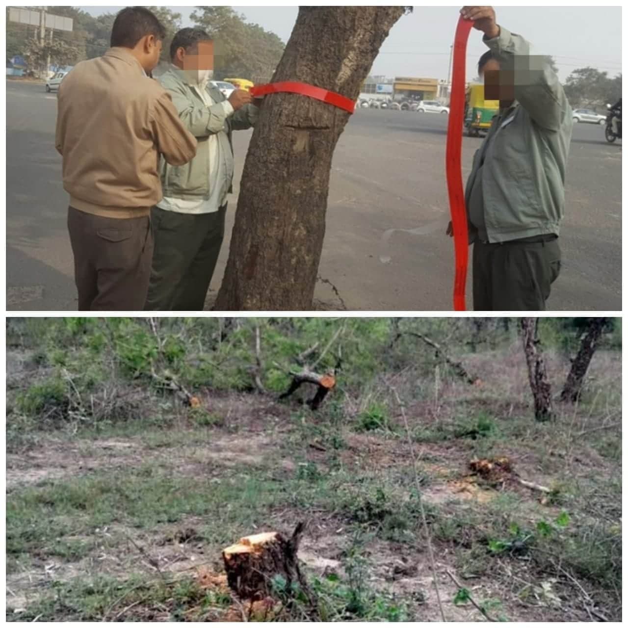 हरियाली को बचाने की एक और कोशिश, नगर निगम पेड़ों से हटाएगा रिफ्लेक्टर्स