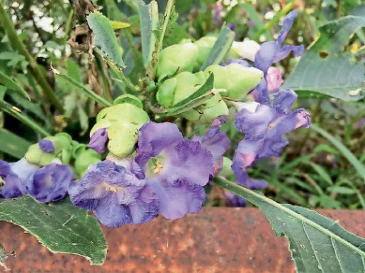पचमढ़ी में छाई अनोखे जामुनी फूल की छटा, 7 साल में खिलता है एक बार