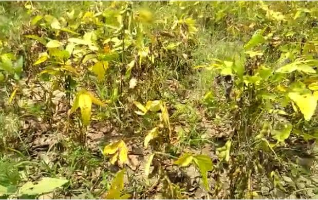 राजस्व मंत्री के क्षेत्र मे ही बदहाल किसान, न हो रहा सर्वे न मिल रही राहत