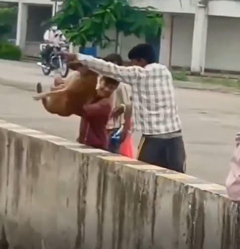 भोपाल के बाद अब जबलपुर में हुई बेजुबान पर क्रूरता , वीडियो वायरल