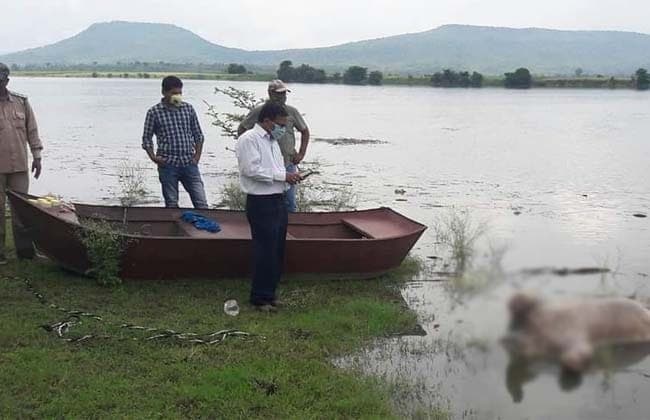 पन्ना में बाघों की लगातार हो रही मौतों की जांच जरूरी, सिर कटे मिल रहे हैं बाघ के अवशेष