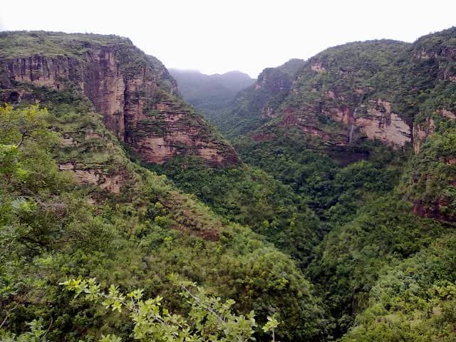 सतपुड़ा में है औषधीय वनस्पतियों का भंडार, सही उपयोग से हो सकता है बेहद लाभ