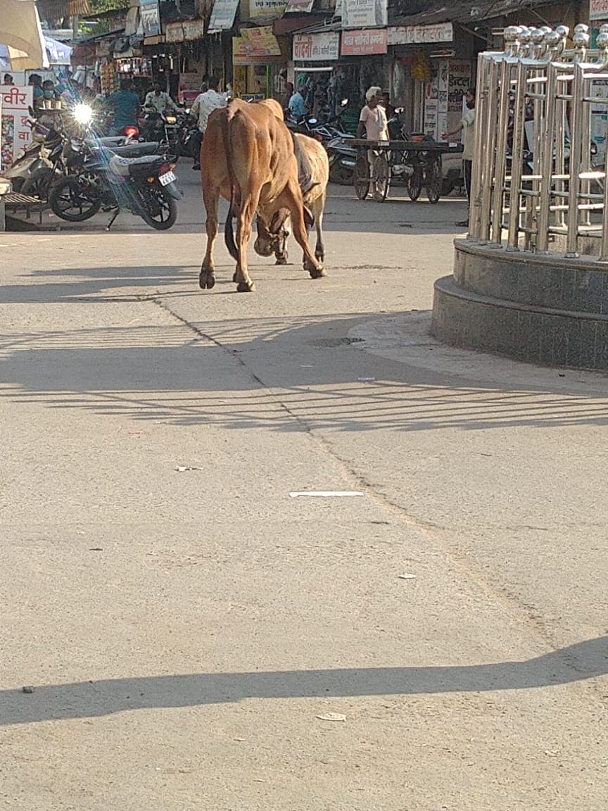 बाजार की सड़कों पर दो लाल सांड का आतंक, लोगों पर कर रहे हमला