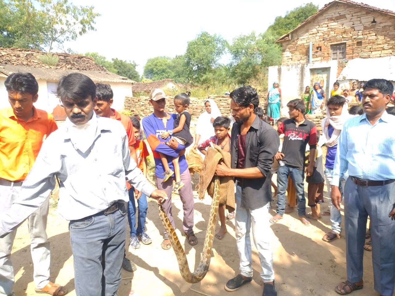 Damoh : रहवासी इलाके में फिर मिला विशालकाय अजगर, मुर्गी को बनाया शिकार