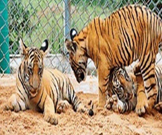 बांधवगढ़ टाइगर रिजर्व में बाघिन और शावक की मौत, प्रबंधन हुआ मौन
