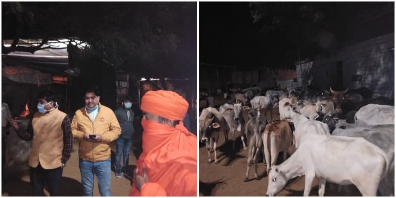गौवंश संरक्षण नीति को पलीता , 200 से अधिक गायों की मौत, भड़के कलेक्टर