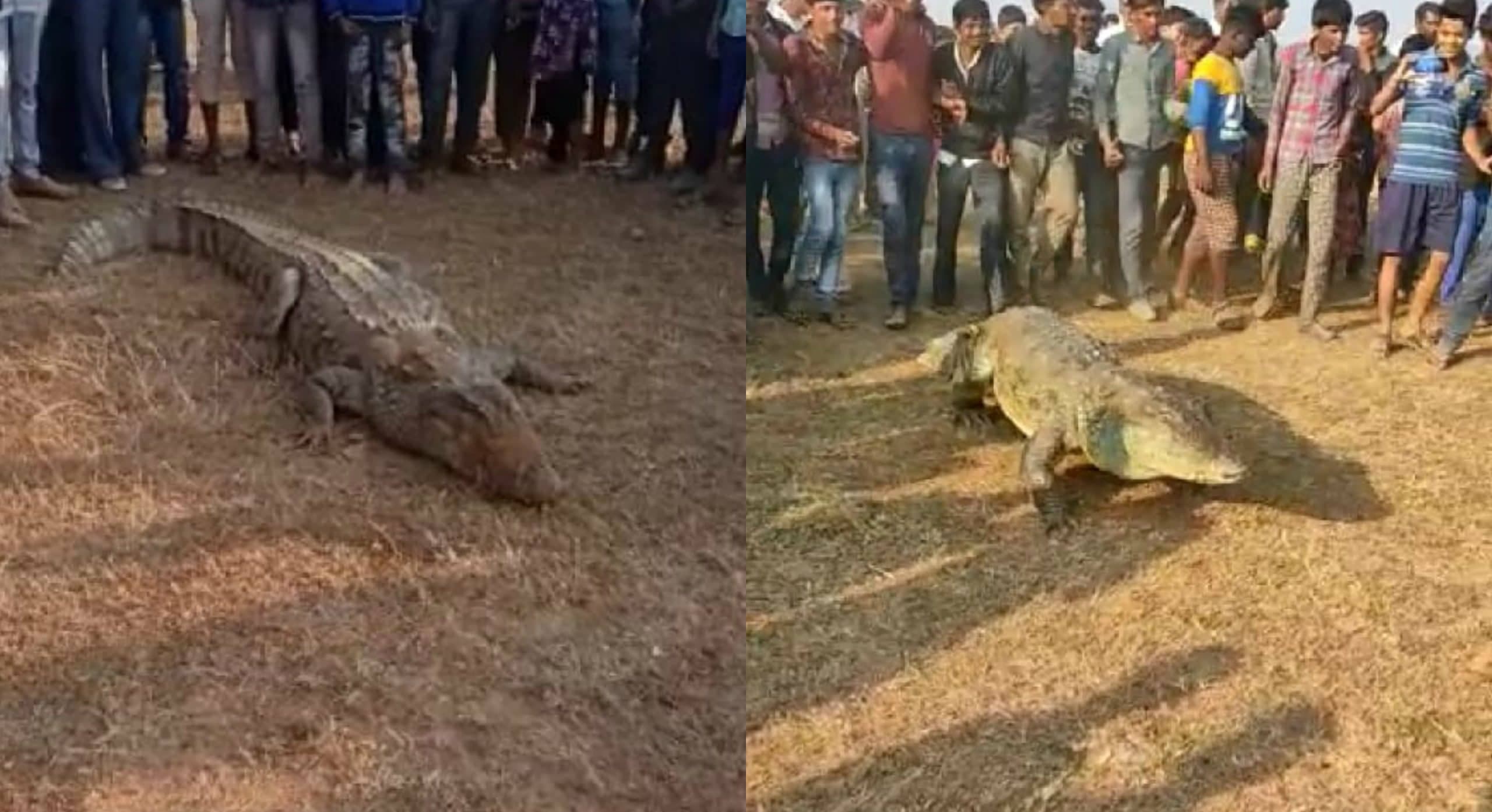 दमोह से सामने आया मगरमच्छ से खिलवाड़ करने का वीडियो, घड़ियाल को बना दिया बच्चों का खिलौना