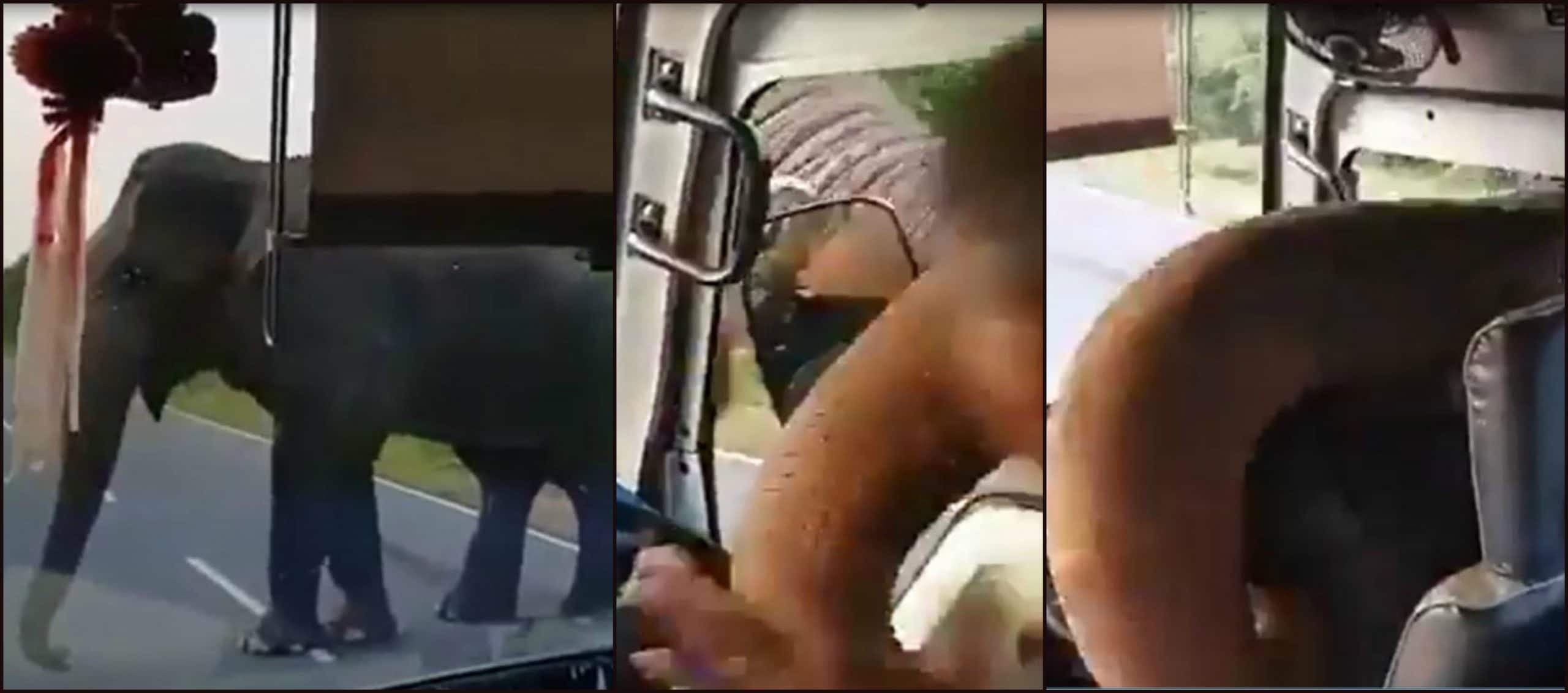 जिस तरह हाथी ने वसूला टोल टैक्स वो देख आप भी रह जाएंगे दंग, Video Viral