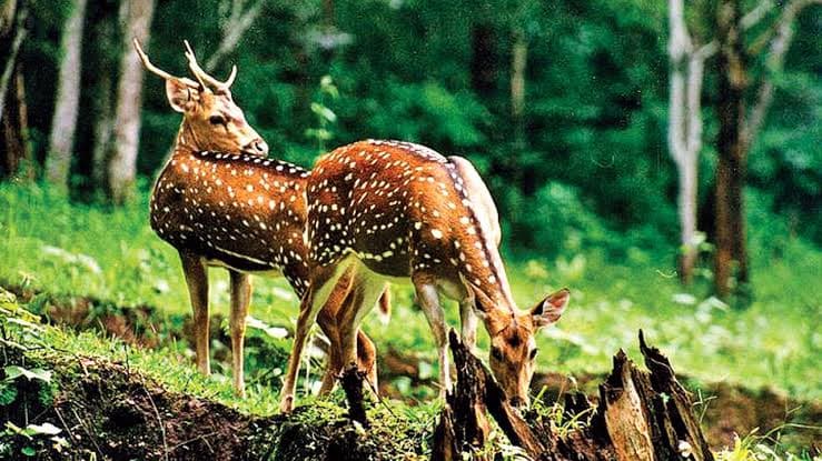 वन्य-प्राणी अंगों की तस्करी करने वाले गिरोह का पर्दाफाश, 3 आरोपी गिरफ्तार