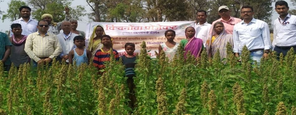 बालाघाट में हो रहा है महाअनाज-सुपरग्रेन क्विनोवा फसल का उत्पादन