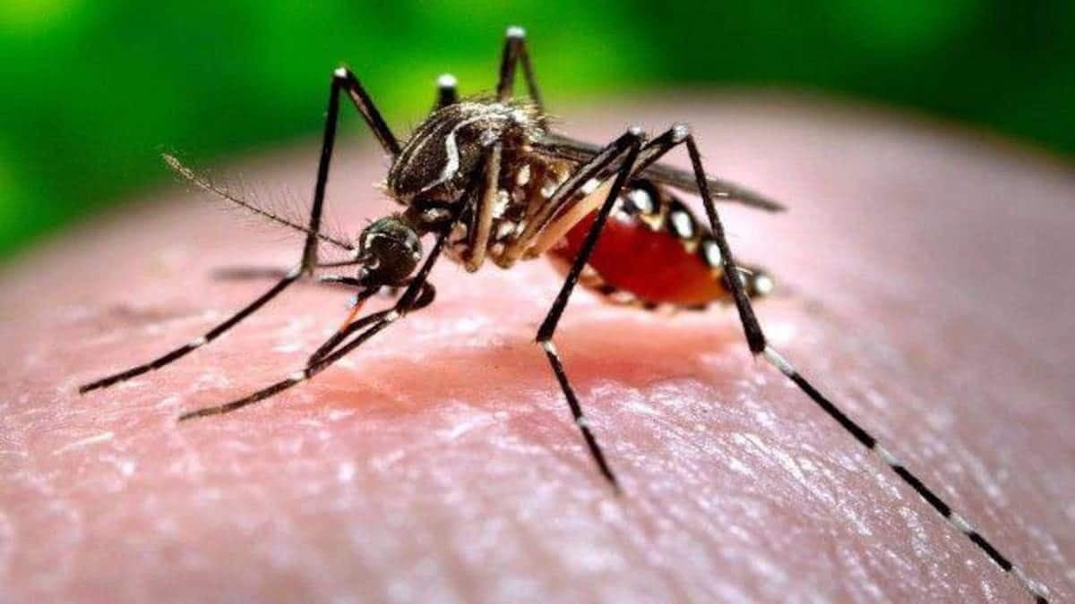 नया खतरा: कोरोना, डेंगू के बीच चिकनगुनिया का साया, पहला मरीज आया सामने