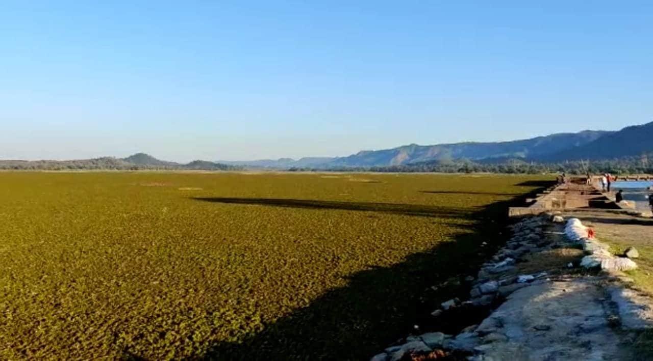 सतपुड़ा डेम में चायनीज झालर से परेशान मछुआरे, आया रोजी रोटी का संकट सामने 