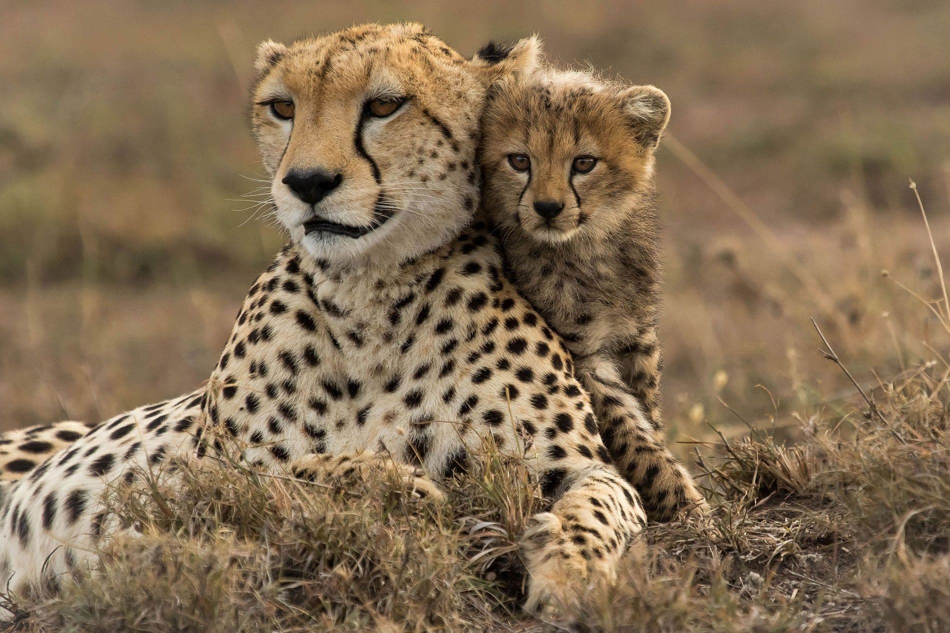 विलुप्त Cheetah को फिर से बसाने विशेषज्ञों ने एमपी का किया दौरा, चार स्थानों का किया चयन