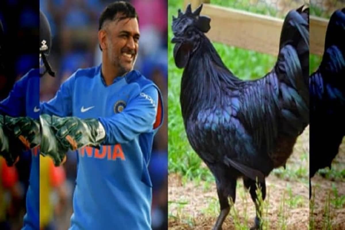 अपने फार्म हाउस पर मप्र का कड़कनाथ पालेंगे धोनी, झाबुआ से मंगवाए 2 हज़ार चूजों