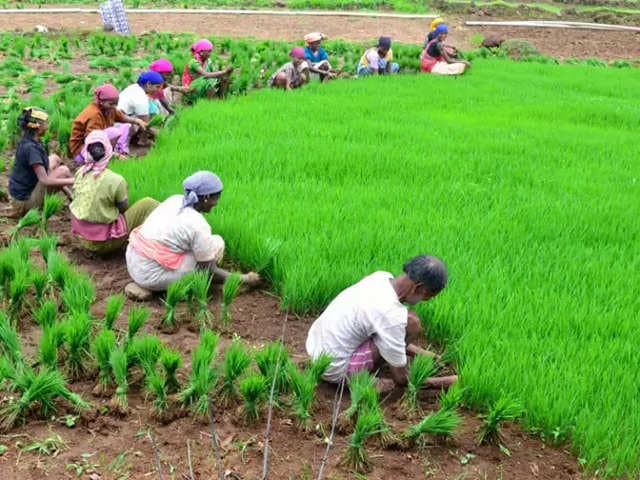 मप्र के 78 लाख किसानों को मिलेगा तोहफा,  पीएम मोदी खाते में भेजेंगे सम्मान राशि