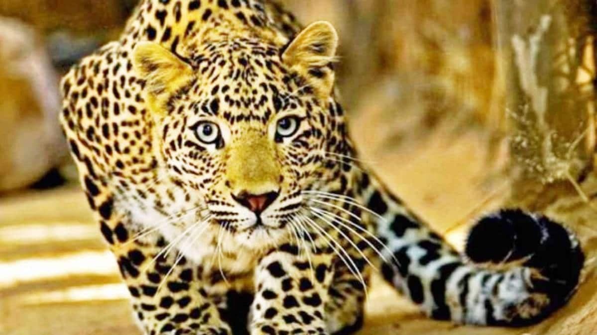 कर्नाटक और महाराष्ट्र को पछाड़ मध्यप्रदेश ने हासिल की यह बड़ी उपलब्धि