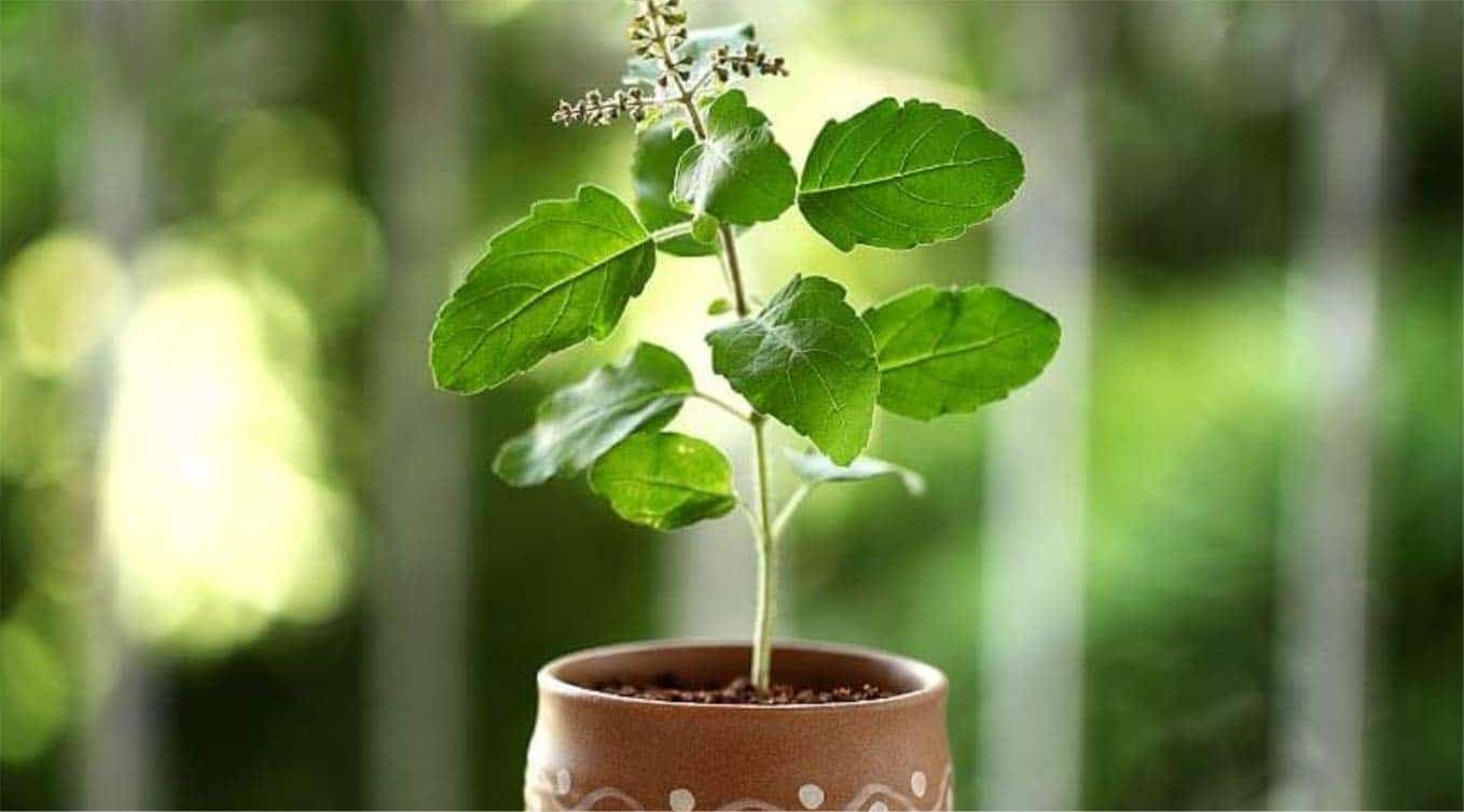 क्रिसमस के साथ 25 दिसंबर को मनाया जाता है Tulsi Pujan Diwas, जानिए कैसे हुई इसकी शुरूआत