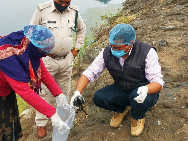 कलेक्टेट परिसर में बेहोशी की हालत में मिला बाज, बर्ड फ्लू की दहशत बरक़रार 