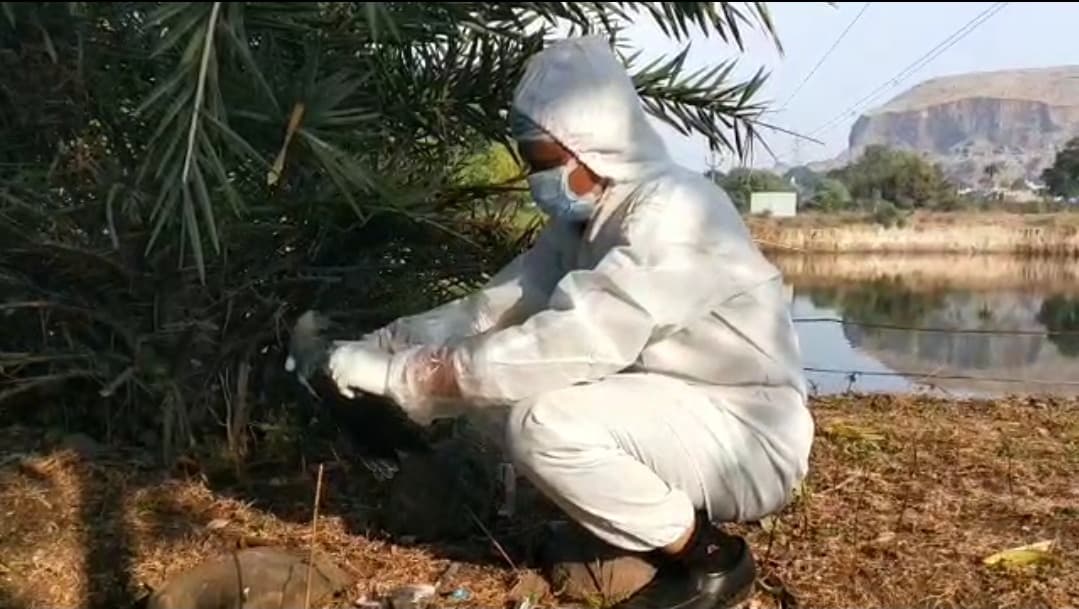 देवास में 6 कौवो की मौत, नमूने जांच के लिए भोपाल भेजे