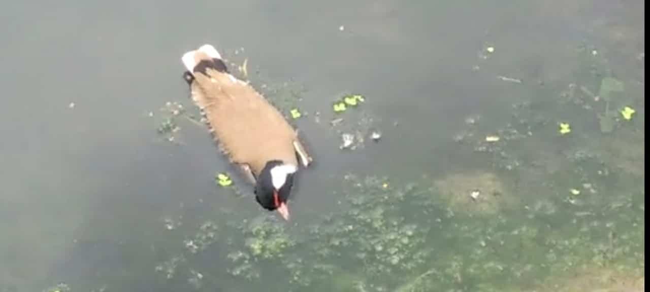 बर्ड फ्लू को लेकर प्रशासन अलर्ट, मृत पक्षियों के सैंपल की जांच जारी