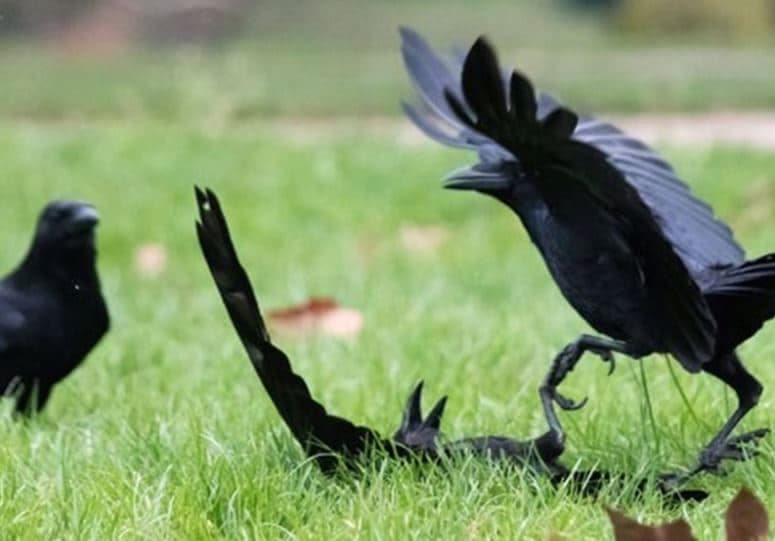Bird Flu : मप्र में अब तक लगभग 400 कौओं की मौत, दावा- इंसानों को खतरा नहीं