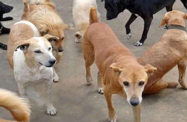 राजधानी में फिर बेजुबान जानवर से क्रूरता, कुत्ते को पीट-पीट कर मार डाला