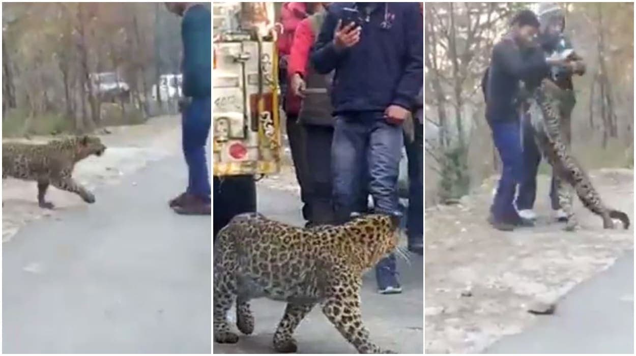 जब अचानक सड़क पर आया तेंदुआ, फिर लोगों के साथ खेलने लगा, देखिये यह शानदार वीडियो