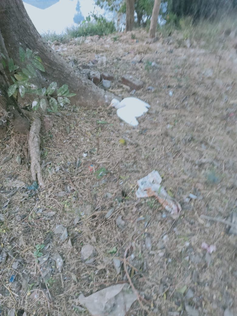 बालाघाट में पक्षियों की संदिग्ध मौत से प्रशासन अलर्ट, जांच रिपोर्ट का इंतजार