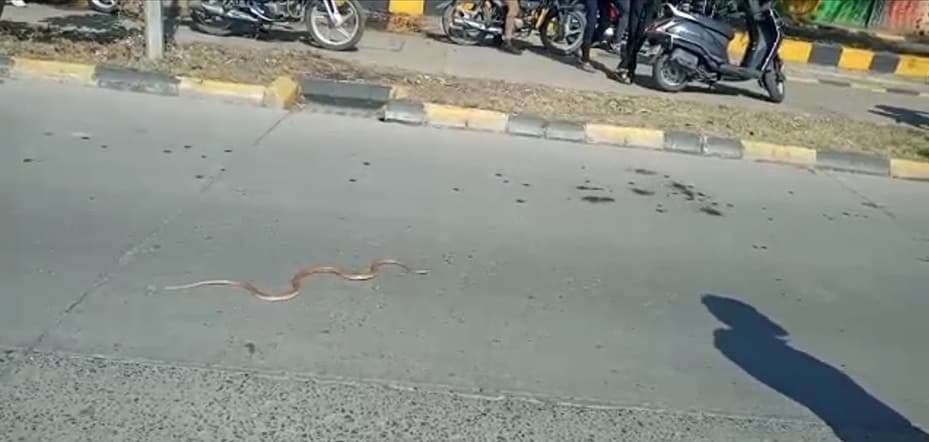 Indore- सड़क पर नागिन राज, नागिन ने कराया ट्रैफिक जाम, देखिये वीडियो