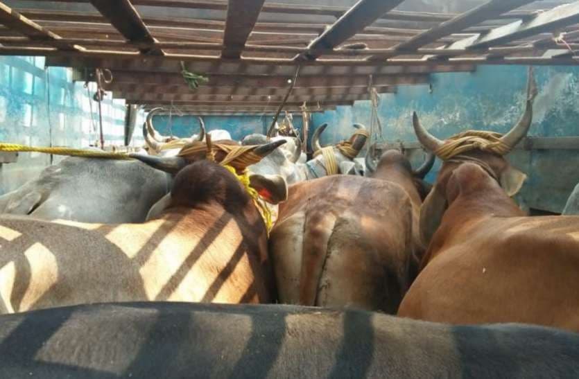 Shivpuri News : पुलिस को मिली बड़ी सफलता ,मवेशियों से भरा ट्रक पकड़ा