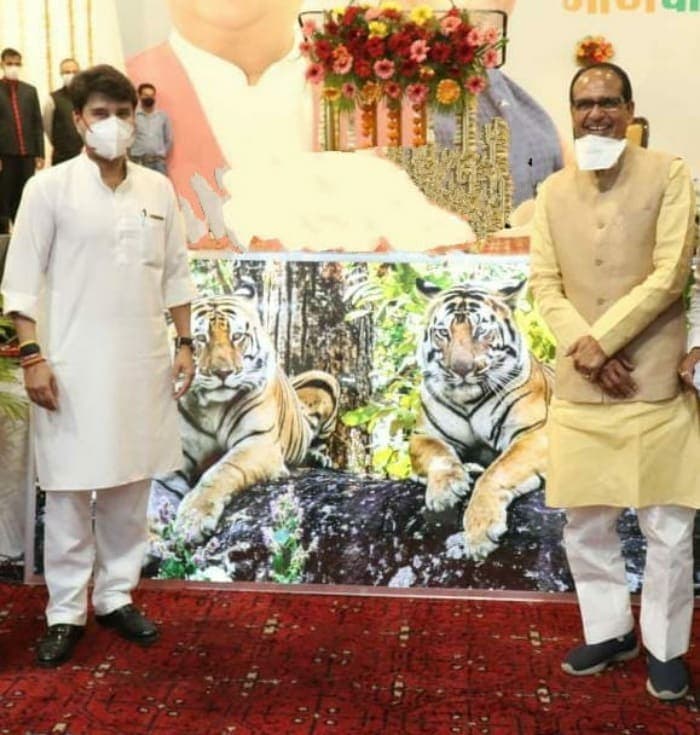 ‘बदले-बदले मेरे सरकार नजर आते हैं,’ क्या MP में हैं दो टाइगर!
