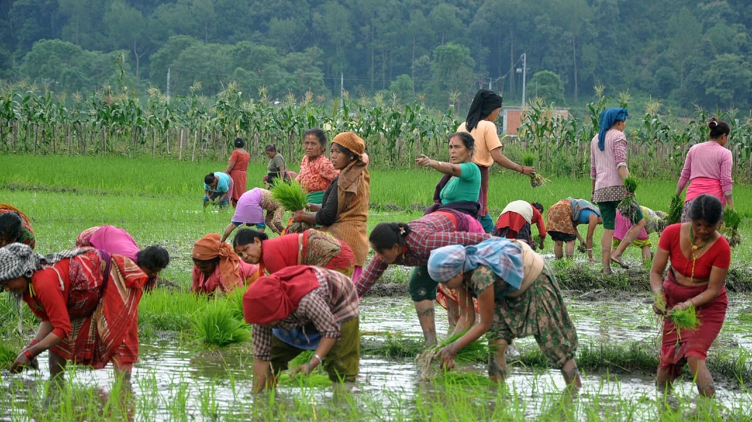 Farmers News – प्रदेश सरकार की किसानों को बड़ी राहत, ऋण चुकाने की मोहलत 1 माह बढी