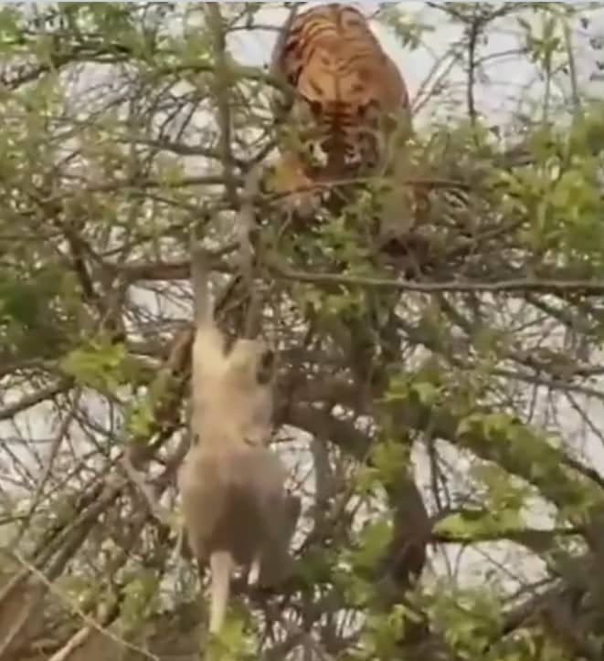 चतुर बंदर ने Tiger को छकाया, इस तरह दी भूखे टाइगर को मात, देखिये वीडियो