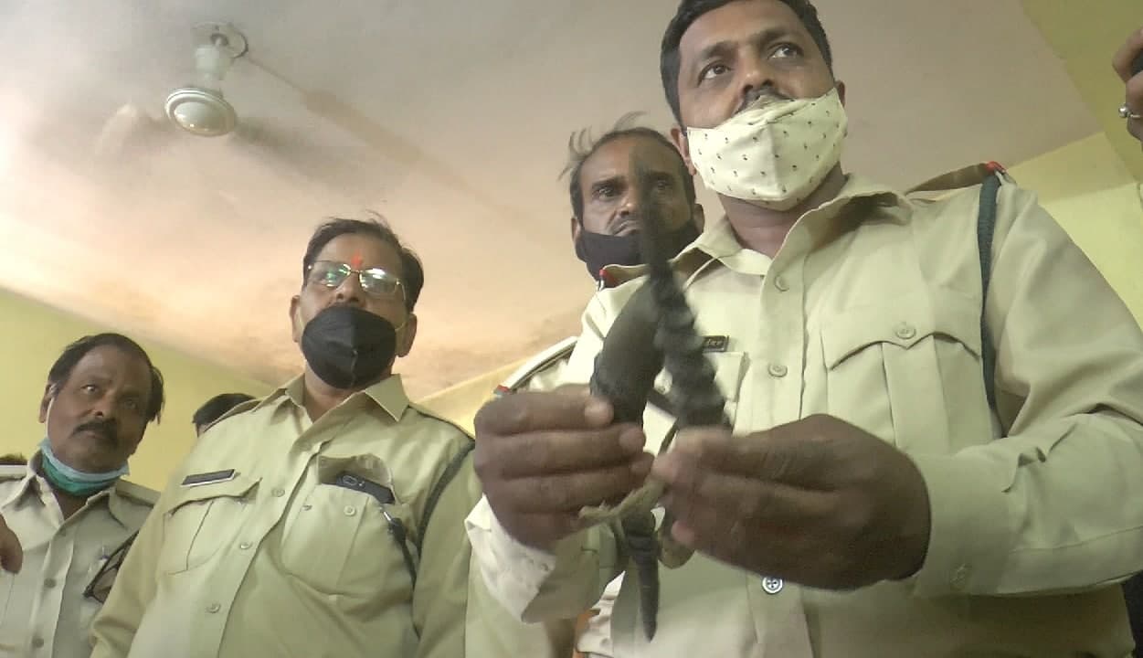 चिंकारा के सींग मुंबई ले जा रहे कलाकार को CISF ने पकड़ा, वन विभाग को सौंपा