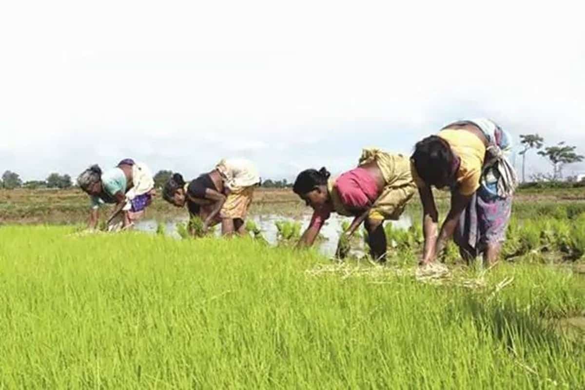 शिवराज के मंत्री का बड़ा बयान- किसानों के एक-एक दाने की होगी भरपाई