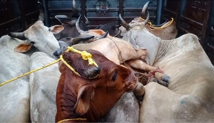 Damoh News : देर रात गोवंश तस्करी के लिए गाय को जबरदस्ती पकड़ने का वीडियो हुआ वायरल