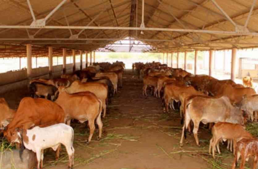Indore News : गौशाला की आर्थिक मदद करने पर मिलेगी इनकम टैक्स में छूट