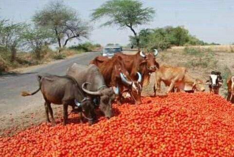 Raisen : मार्केट न मिलने से नाराज किसान, सड़कों पर फेंके टमाटर